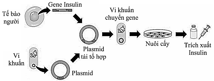 Hình 5 mô tả quy trình sản xuất Insulin bằng công nghệ gene