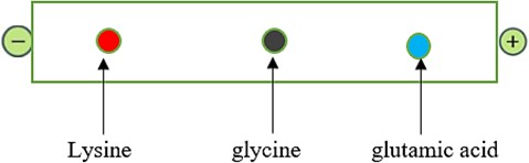 Quan sát hình ảnh sau đây:Thực hiện thí nghiệm, đặt các amino acid trong  điện trường, môi trường có pH bằng 6, phát biểu nào sau đây là đúng?