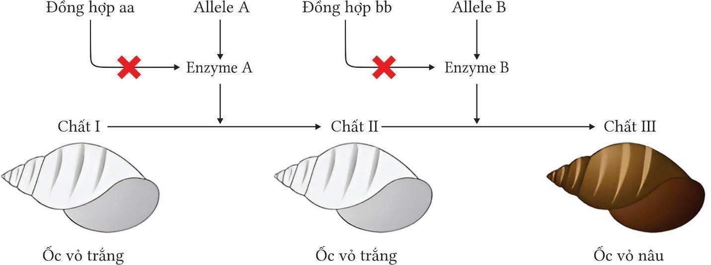 Ở loài ốc (Physa heterostroha), sự hình thành màu vỏ do 2 ...
