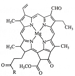 Chlorophyll là phức chất tạo màu xanh cho lá cây, có cấu tạo như hình bên.  Số liên kết quanh nguyên tử trung tâm và số phối tử trong chlorophyll lần  lượt