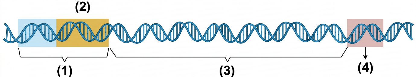 Dưới đây là sơ đồ cấu trúc chung của 1 gene ở sinh vật nhân sơ:Vùng có chứa bộ ba kết thúc trên gene là vùng