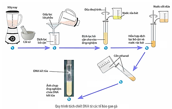 Hình ảnh sau mô tả quy trình tách chiết DNA từ gan gà. Để kiểm chứng