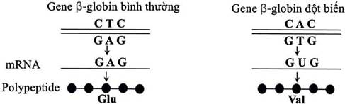 Hình 1 mô tả hiện tượng một đột biến điểm xảy ra trên gene B-globin và gây bệnh hồng cầu hình liềm ở người. Quan sát hình và cho biết dạng đột biến gene gây bệnh này thuộc loại nào sau đây? (ảnh 1)
