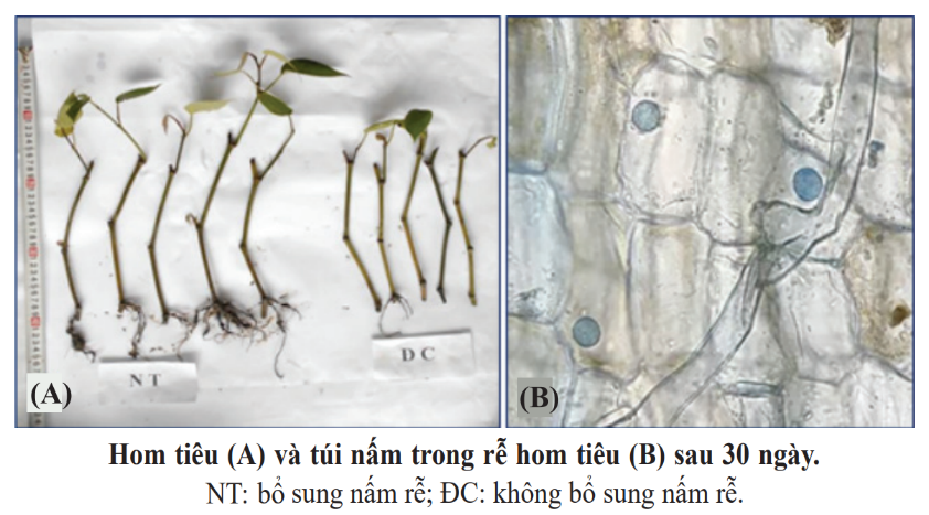https://images.tuyensinh247.com/picture/2025/1218/cau-hoi-1766044797076-2.png