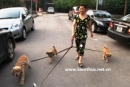 Nghề hot ở HN: Dắt chó đi dạo, lương 6 triệu/tháng