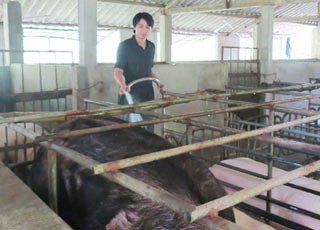 Tốt nghiệp đại học về quê… nuôi lợn kiếm 200 triệu/năm