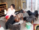 8X kinh doanh trại chó Ngao Tạng bạc tỷ
