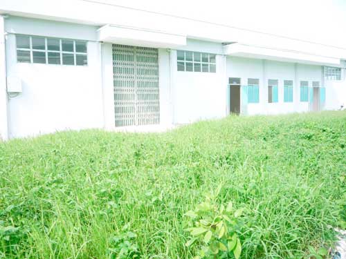 Cây cỏ mọc um tùm trước một nhà xưởng của trường