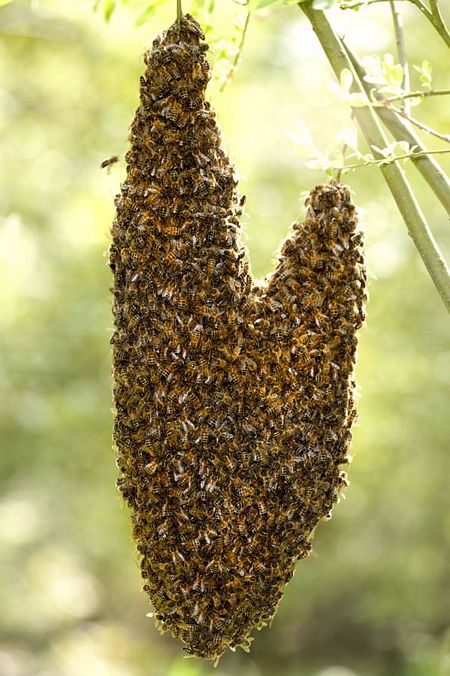 Bầy ong đậu thành hình trái tim.