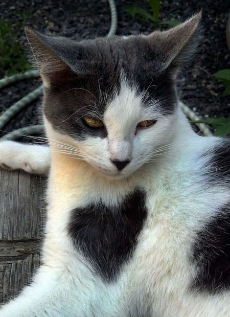 Con mèo có hình trái tim trên bộ lông.