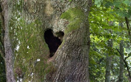 Thân cây cũng có hình trái tim lãng mạn.