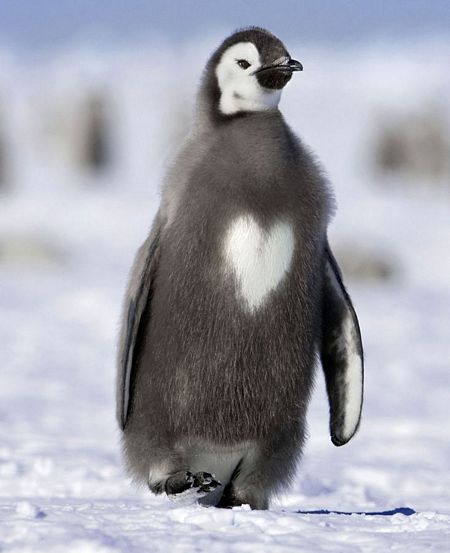 Một con chim cánh cụt có hình trái tim trên ngực.