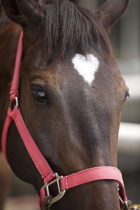 Một con ngựa có hình trái tim nhỏ xinh trên đầu.