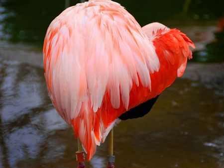 Một con chim hồng hạc tạo dáng hình trái tim.