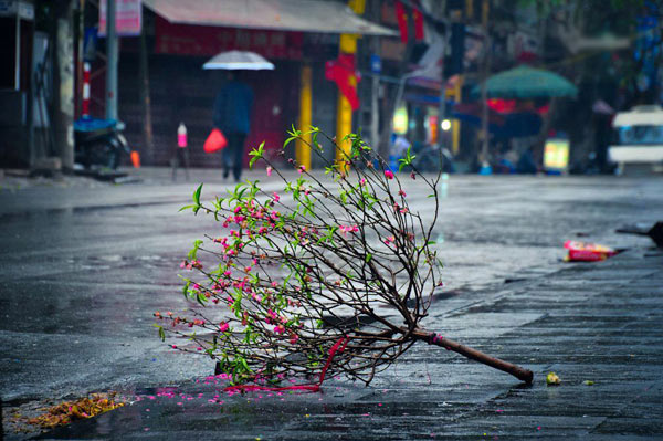 Số phận cành đào sau ngày Tết... Ảnh: Cao Anh Tuấn.