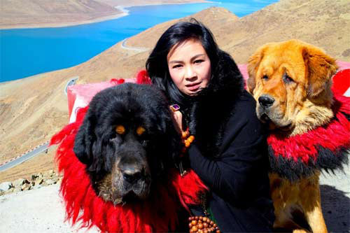 Diva Thanh Lam có bức ảnh tuyệt đẹp bên 2 chú chó đáng yêu khi cô đi du lịch ở Tibet.