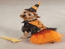 Những hình ảnh kỳ quái trong ngày Halloween của các chú chó