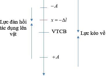 Lực Đàn Hồi Ngược Chiều Lực Kéo Về: Hiểu Rõ và Ứng Dụng Trong Cuộc Sống