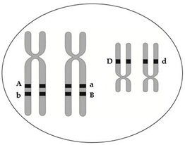 Hoc24hvn  Hình vẽ sau đây mô tả hai tế bào ở hai cơ thể lưỡng bội đang  phân bào Biết rằng không xảy ra đột biến các chữ cái A a
