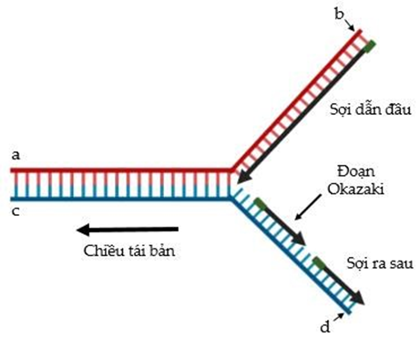 Vẽ sơ đồ quá trình nhân đôi ADN dễ hiểu cực hay
