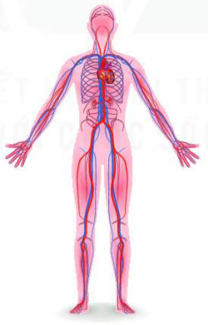 Hình Nền Mô Hình Cơ Thể Người 3d Tải Về Miễn Phí Hình ảnh con người 3d mô  hình cơ thể hệ thống cơ giải phẫu của con người Sáng Tạo Từ