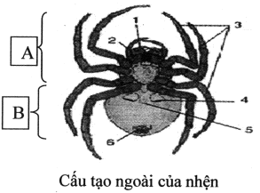 Chi tiết 67 về hình mạng nhện  coedocomvn
