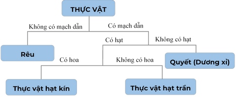 Cây nào dưới đây có hạt nhưng không có quả: Tìm hiểu và khám phá