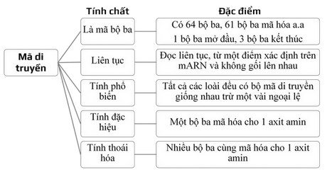 Bộ ba nào sau đây là bộ ba mở đầu - Tìm hiểu chi tiết và đầy đủ