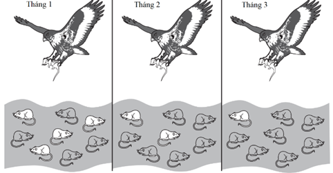 Hình vẽ dưới đây mô tả quá trình săn mồi của một con diều dâu trong 3 tháng  ở một quần thể chuột. Sự thay đổi trong quần thể chuột có thể