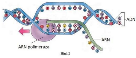 Nhận định nào sau đây chưa chính xác? - Phân tích sâu và giải đáp chi tiết