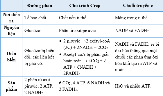 Ý Nghĩa Sinh Lý Học Của Hô Hấp Tế Bào