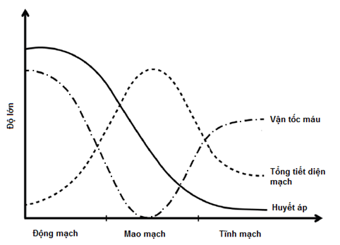 Vận tốc máu phụ thuộc vào: Khám phá các yếu tố ảnh hưởng và tầm quan trọng đối với sức khỏe tim mạch