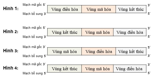 Hình bên dưới mô tả mối quan hệ giữa gen  ARN và tính trạng Quan sát hình  và cho biết có bao nhiêu nhận xét đúng Thông tin di truyền trong