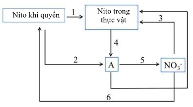 Hình dưới đây mô tả chu trình chuyển hóa nitơ trong tự nhiên. Các ...