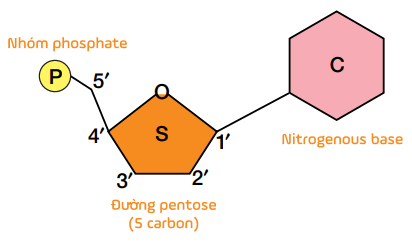 [LỜI GIẢI] Đơn Phân Cấu Tạo Nên Nucleic Acid Là Amino Acid Acid B - Tự ...