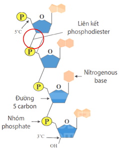 Chuỗi Polynucleotide: Khám Phá Sâu Về Cấu Trúc, Chức Năng và Ứng Dụng