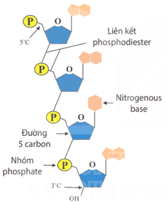 Liên Kết Phosphodiester: Tầm Quan Trọng và Ứng Dụng Trong Sinh Học Phân Tử