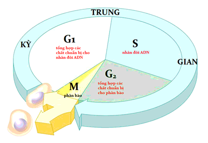 Chu Kỳ Tế Bào Gồm Các Pha Theo Trình Tự: Hành Trình Của Sự Sống