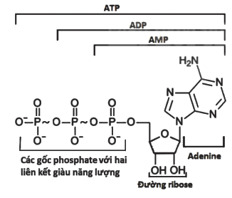 Số Liên Kết Cao Năng Có Trong ATP: Hiểu Biết Đầy Đủ Và Ứng Dụng