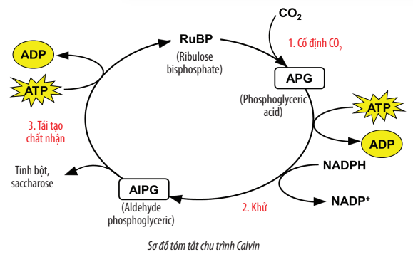 Chu Trình Calvin: Khám Phá Quá Trình Quang Hợp Cơ Bản Của Thực Vật