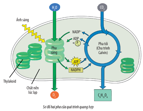 Sản phẩm Pha Sáng: Khám Phá Tầm Quan Trọng và Ứng Dụng Trong Cuộc Sống