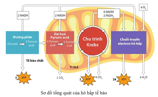 Nước Được Tạo Ra Ở Giai Đoạn Nào Trong Hô Hấp Tế Bào?