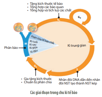 Kỳ Trung Gian: Khám Phá Giai Đoạn Quan Trọng Nhất Trong Chu Kỳ Tế Bào