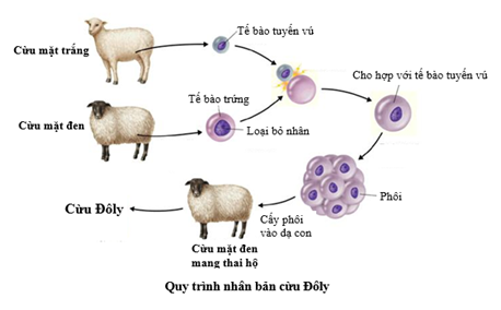 Cừu Đôly Được Tạo Ra Nhờ Phương Pháp Nhân Bản Vô Tính - Sự Kiện Lịch Sử Trong Công Nghệ Sinh Học