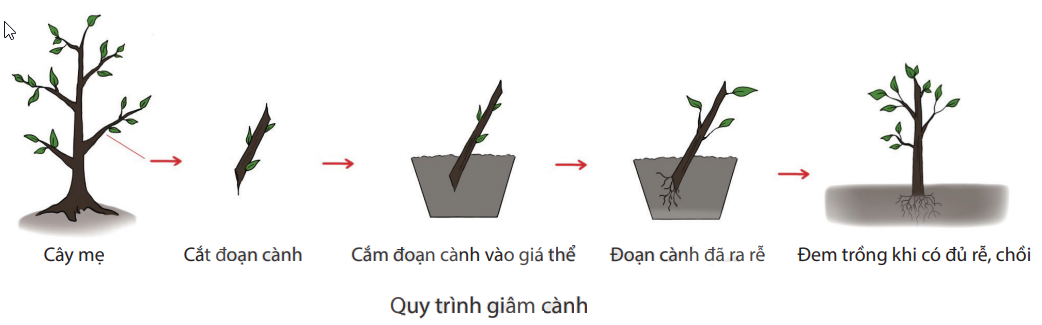 Kỹ Thuật Giâm Cành: Bí Quyết Nhân Giống Cây Trồng Hiệu Quả Và Đơn Giản