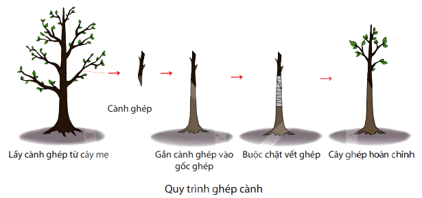 Các Bước Ghép Cành - Hướng Dẫn Chi Tiết Từng Bước