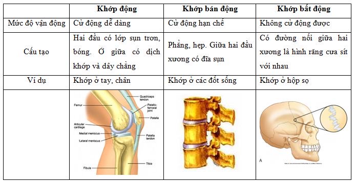 Ở Người Khớp Nào Sau Đây Là Khớp Động? Tìm Hiểu Chi Tiết Về Các Khớp Động Trong Cơ Thể