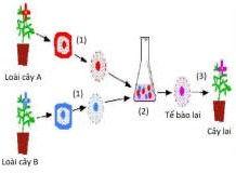 Tế Bào Trần Là Gì? Khám Phá Sâu Sắc Về Vai Trò và Tính Chất Của Nó