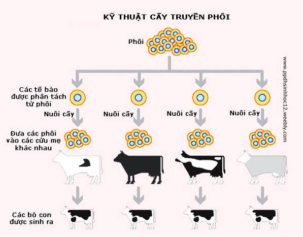 Phương pháp cấy truyền phôi: Hướng dẫn chi tiết và lợi ích nổi bật