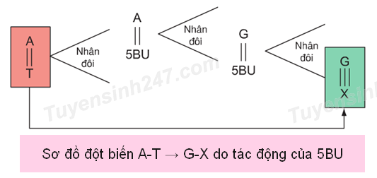 Đột Biến Gen Do 5BU: Hiểu Rõ Cơ Chế Và Ứng Dụng